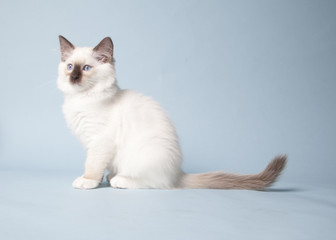 ragdoll kitten playful on colored background