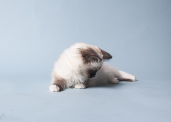 Obraz premium ragdoll kitten playful on colored background