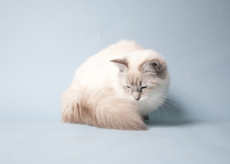 ragdoll kitten playful on colored background