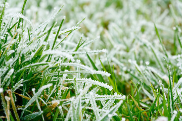frozen grass - Powered by Adobe