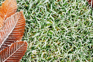 frosty grass and leaves background