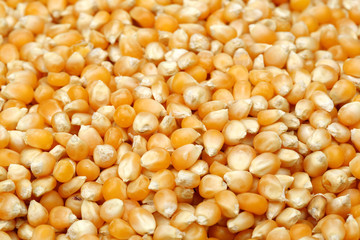 corn background