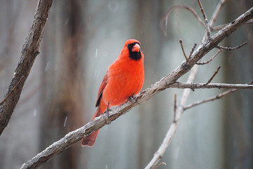 Cardinal