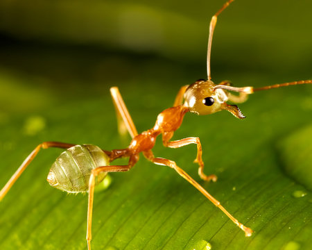 green ant