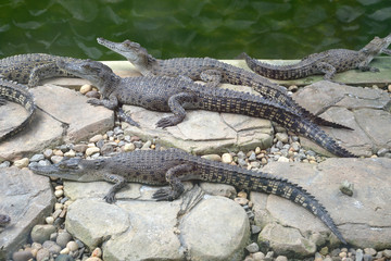 Baby Crocodiles At A Farm