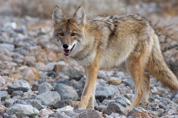 Naklejka na ściany i meble coyote w Death Valley 5