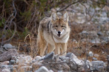 Foto op Canvas coyote in death valley 4 © Gabriel Cassan