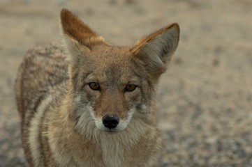 coyote portrait 2