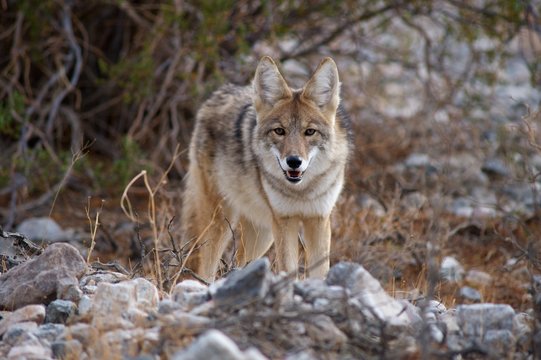 coyote in death valley 4