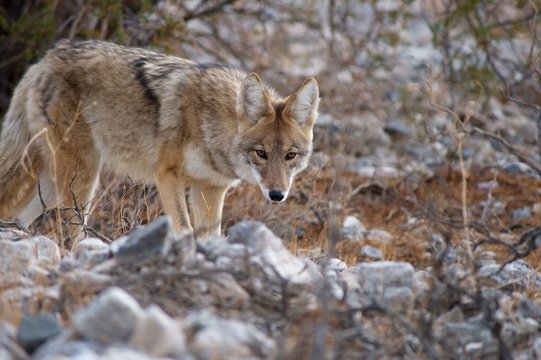 coyote in death valley 3
