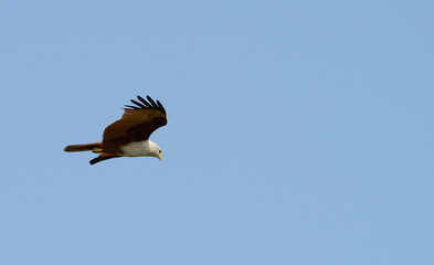 Fly eagle