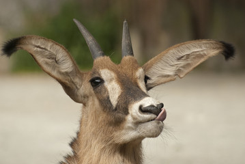 Roan antelope