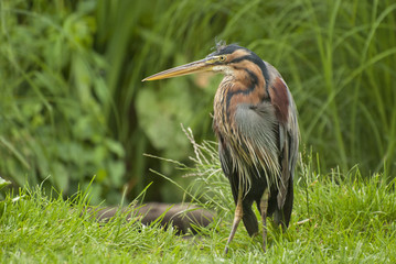 Purple heron