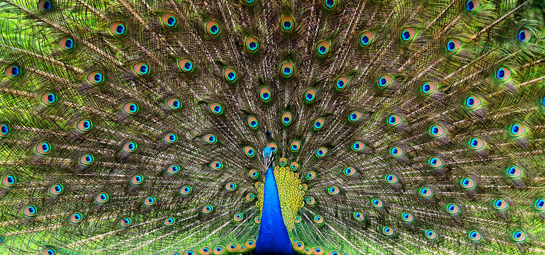 Fototapeta peacock