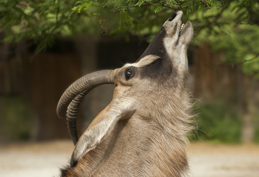 Roan Antelope