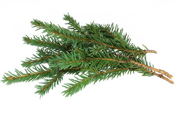 Spruce branches on a white background