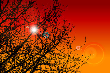 Silhouette Baum Abend Sonnenuntergang
