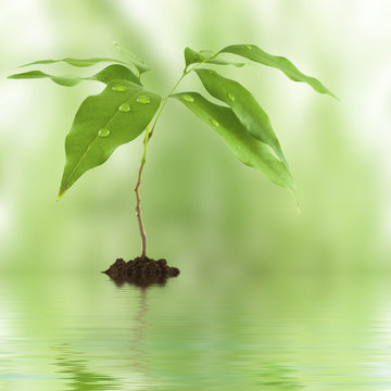 naissance d'un arbre