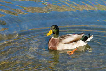 Duck ( Anas platyrhynchos)