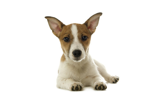 Jack Russell Terrier laid isolated on a white background