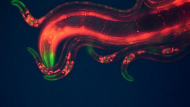 Caenorhabditis elegans