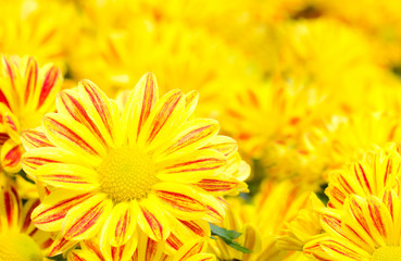 Group of Chrysanthemum flower