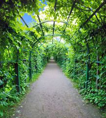 Green archway in a garden. Peterghof.St.Peterburg