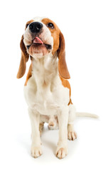 beagle