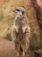 Naklejka na ściany i meble Wildlife in Africa: watchful meerkat