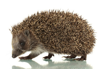 Hedgehog, isolated on white