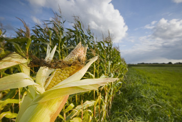 corncob in a field