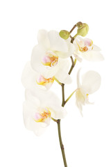 Naklejka na ściany i meble piękna orchidea, odizolowane na białym