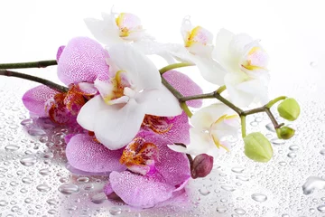 Keuken foto achterwand Orchidee roze en witte prachtige orchideeën met druppels