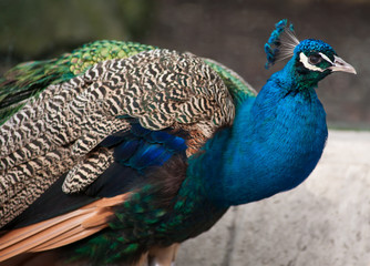 Fototapeta premium Peacock: Bird of Juno. Artistic shallow DOF