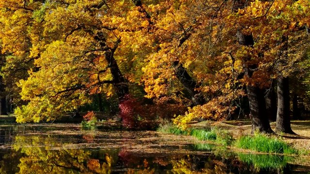 Eiche im Herbst vid 02