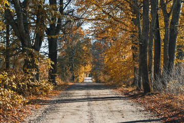 Naklejka premium Country road at autumn