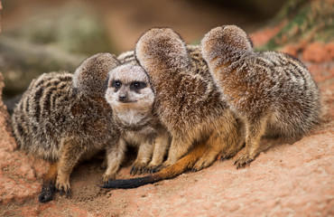 Be different: group of meerkats looking out