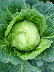 Big head of green cabbage © alexmak