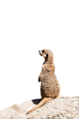 Portrait of a meerkat