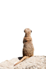 Portrait of a meerkat