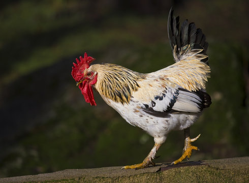 Gallo caminando