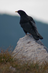 Alpendohle auf Stein