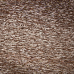 Fur texture