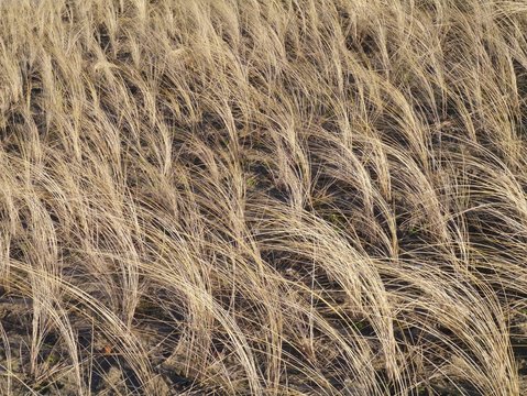 Maran grass in the dunes of the Netherlands