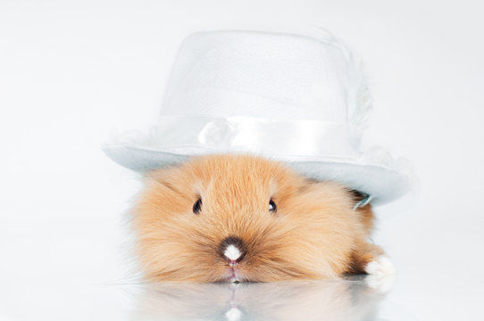 Cute Bunny Wearing A Hat