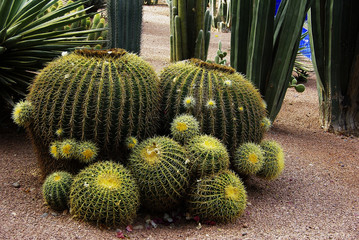 Cactus du jardin Majorelle (Marrakech Maroc)