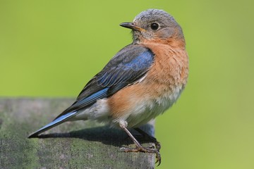 Female Eastern Bluebird