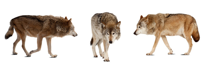 Set of few wolves. Isolated over white
