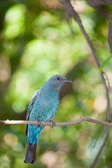 The female Asian Fairy-bluebird catch on the tree