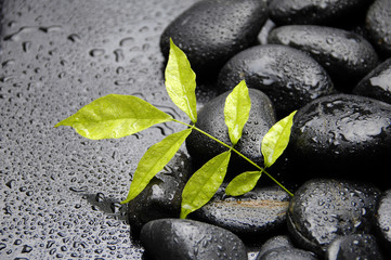 Obraz na płótnie Canvas terapii czarne kamienie zen i roślin w kropli wody